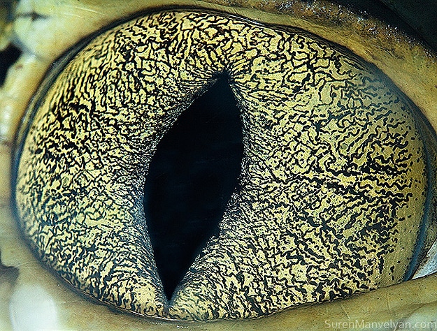 Close Up Of Animal Eyes
