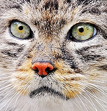 Miracle Of Nature: Close Up Photographs Of Animal Eyes