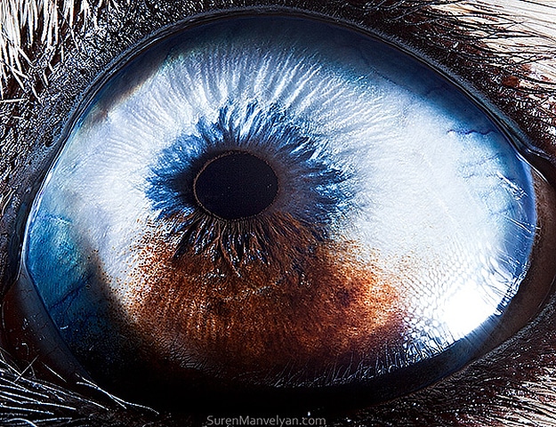 Close Up Shots Animal Eyes