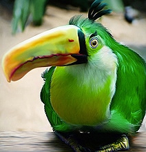 Illustration: IRL Angry Birds Right In Your Own Backyard