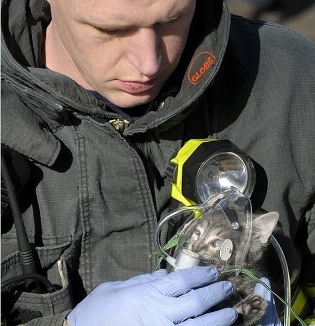 Firemen Rescuing Animals Saving Lives 