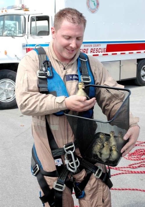 Firemen Rescuing Animals Saving Lives