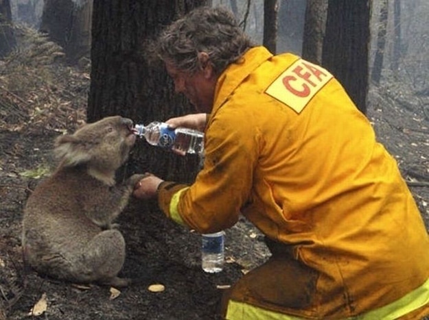 Firemen Rescuing Animals Saving Lives
