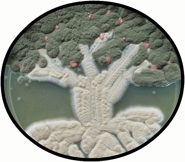 Microbial Art With Germs