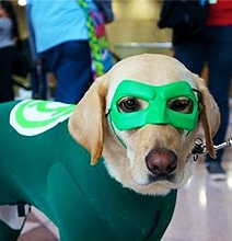 Creative Dog Costumes: When Cosplay Isn’t Just For Humans Creative Dog Costumes: When Cosplay Isn’t Just For Humans