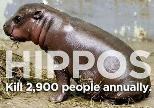 Hippos Kill People Every Year 