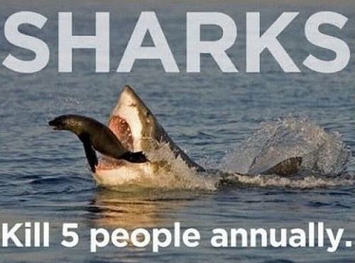 Sharks Kill People Every Year