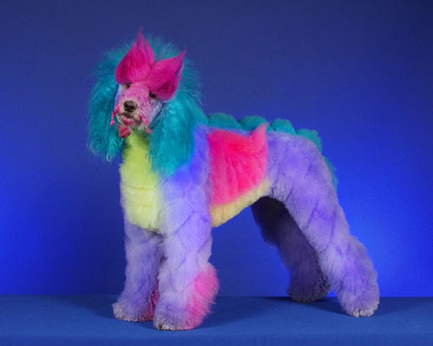 Extreme Dog Grooming Contests
