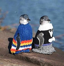 Sweaters For Penguins: The World Responds To An Urgent Call Sweaters For Penguins: The World Responds To An Urgent Call