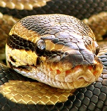 Turning Snakes Into Handbags: The Disturbing Process In 10 Pics