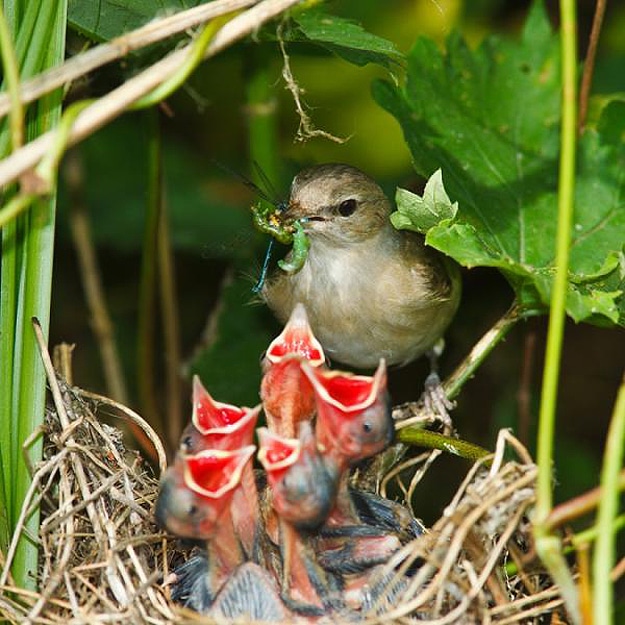Nature Bird Nest Photography