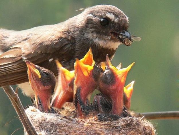 Baby-Birds-Dinner-Time-3.jpg