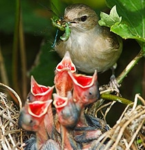 Mama Birds Feeding Baby Birds: 8 Heart Warming Photos Mama Birds Feeding Baby Birds: 8 Heart Warming Photos