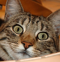 Catvertising: All Advertising Is Shifting To Cat Videos
