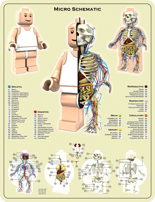 Lego Mini Figure Anatomy Infographic