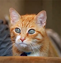 The Secret Thoughts Of Cats & Dogs [4 Videos]