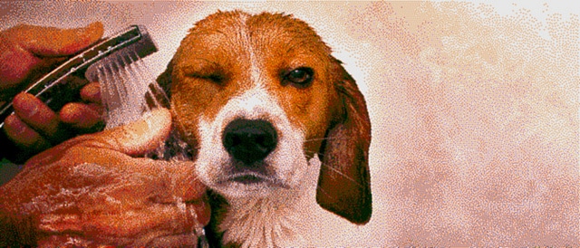 Sprinkle Beagle Dog Portrait Artwork