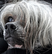 Canine Couture: Sweaters Made From Your Dog’s Hair [9 Pics]