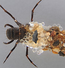 Bling From Bugs: Caddisflies Are Natural Designers
