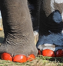 Elephants Play Soccer & Enter Beauty Pageant In Nepal Elephants Play Soccer & Enter Beauty Pageant In Nepal