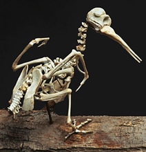 Extinct Bird Sculptures Created From Fast Food Chicken Bones Extinct Bird Sculptures Created From Fast Food Chicken Bones