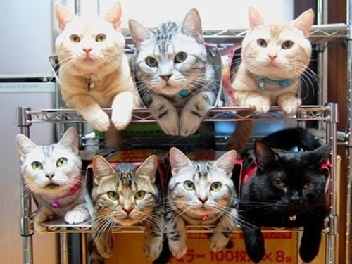 Cats In Storage Bins 