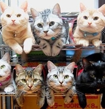 The Best Ways To Organize & Store Your Cats [15 Pics]