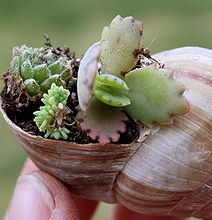 DIY Mini Gardens That Grow Inside Your Favorite Seashells DIY Mini Gardens That Grow Inside Your Favorite Seashells
