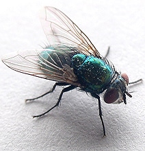 A Fly Doing A Somersault: Award-Winning 16 Second Video