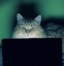 What The Catnip Is Caturday? What The Catnip Is Caturday?