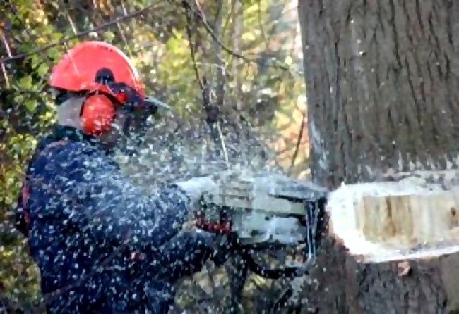 chainsaw logger cuts tree