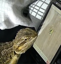 iPhone Apps For Pets: A Frog, Lizard, Cat & Dog Play Games