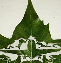 Leaf Carvings: Cars, Trucks & Airplanes Cut Into Leaves Leaf Carvings: Cars, Trucks & Airplanes Cut Into Leaves