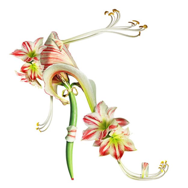 Beautiful-White-Flower-Botanical-Shoe