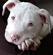 Animal Lovers: Be Careful & Aware When Using Craigslist Animal Lovers: Be Careful & Aware When Using Craigslist