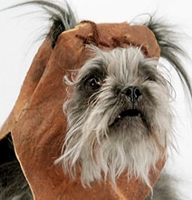 Volkswagen’s New Ad Hit: The Star Wars Theme Barked By Dogs