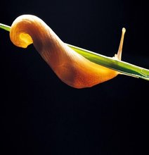 Slug Slime: Coming To A Hospital Near You?