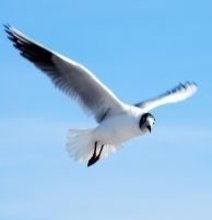 Swarm: Amazing Video Of Birds In Flight