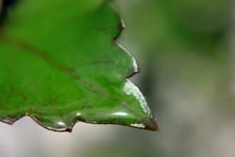 Leafsnap App: It Would Make Darwin Drool Leafsnap App: It Would Make Darwin Drool