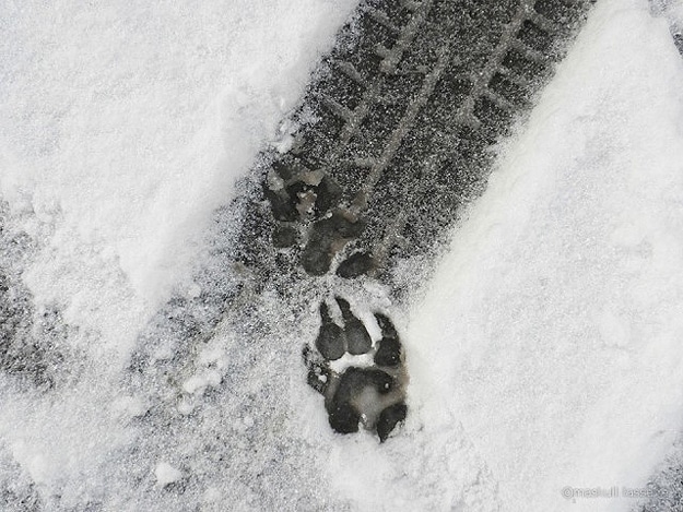 Animal-Print-Snow-Shoes