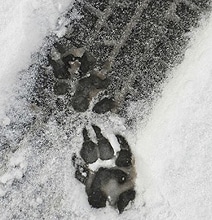 Animal Pawprint Shoes: Have Fun Leaving Prints In Urban Areas