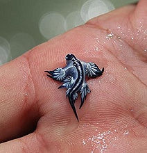 Mother Nature Designs A Freakishly Cool Creature Mother Nature Designs A Freakishly Cool Creature