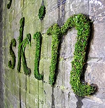 How To Create Green Moss Wall Graffiti [Infographic]
