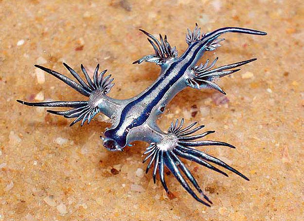 Blue Dragon Nudibranch Creature