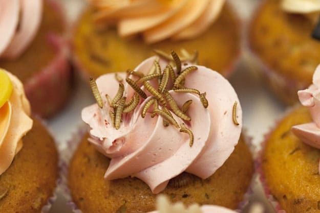 Cupcakes-Made-With-Insects