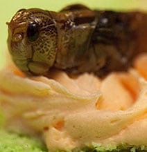 Cupcakes Made With Insects: Someday You’ll Love These Cupcakes Made With Insects: Someday You’ll Love These