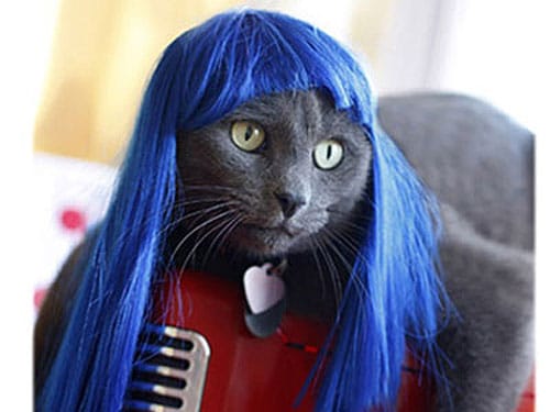 Image result for cats in wigs