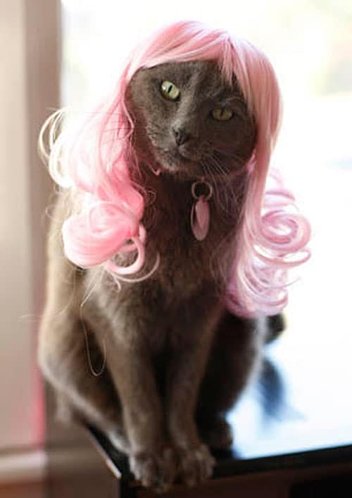 Kitty-Cat-Wig-Designs