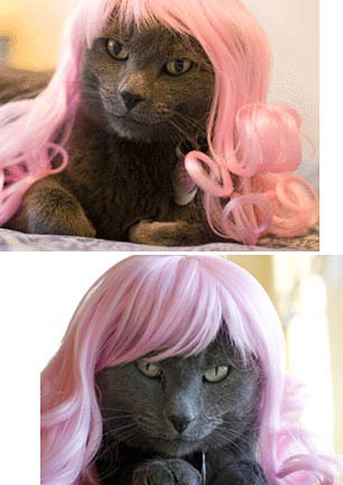 Kitty-Cat-Wig-Designs