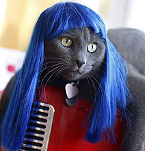 Cat Wigs: For Cat Lovers Who’ve Officially Gone Nuts Cat Wigs: For Cat Lovers Who’ve Officially Gone Nuts